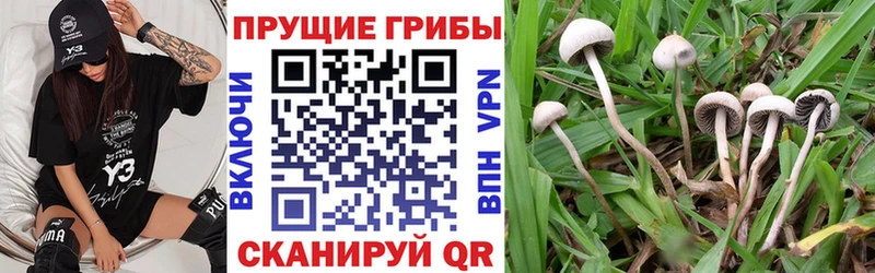 Псилоцибиновые грибы Cubensis  Вуктыл 